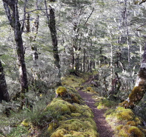 New Zealand Hiking - Wangapeka