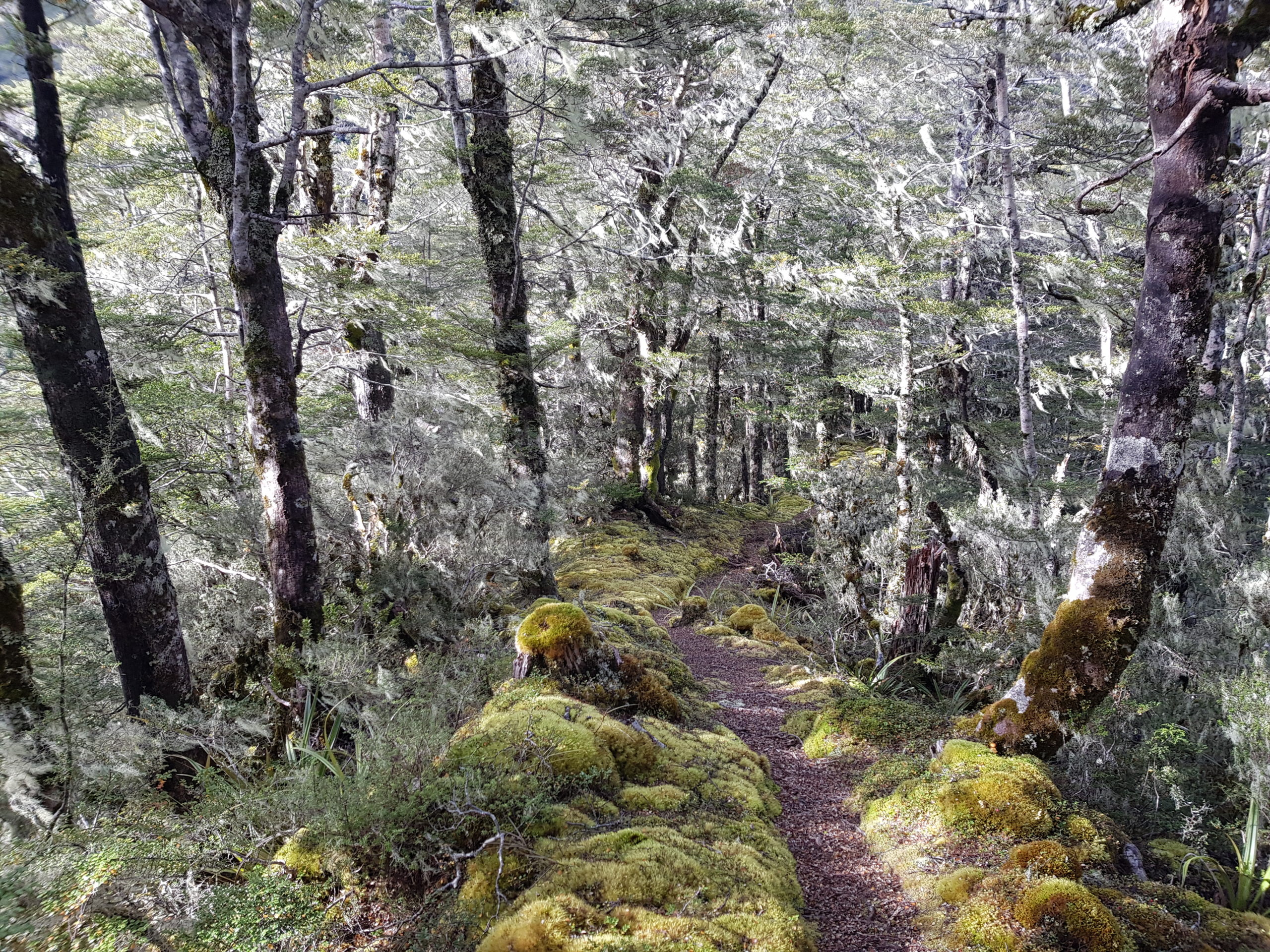 New Zealand Hiking - Wangapeka