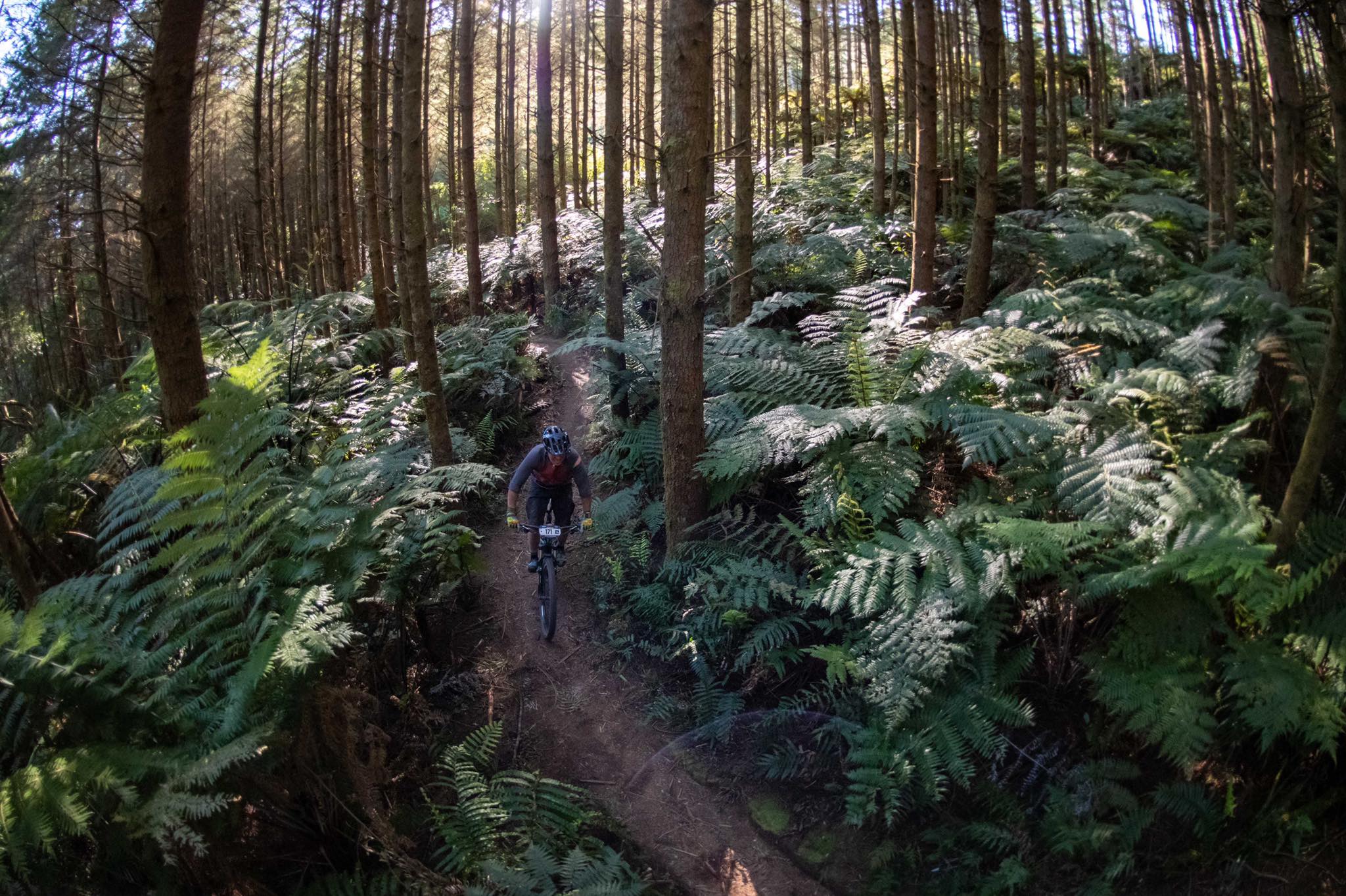 Mountain Biking in New Zealand - Redwood Forest